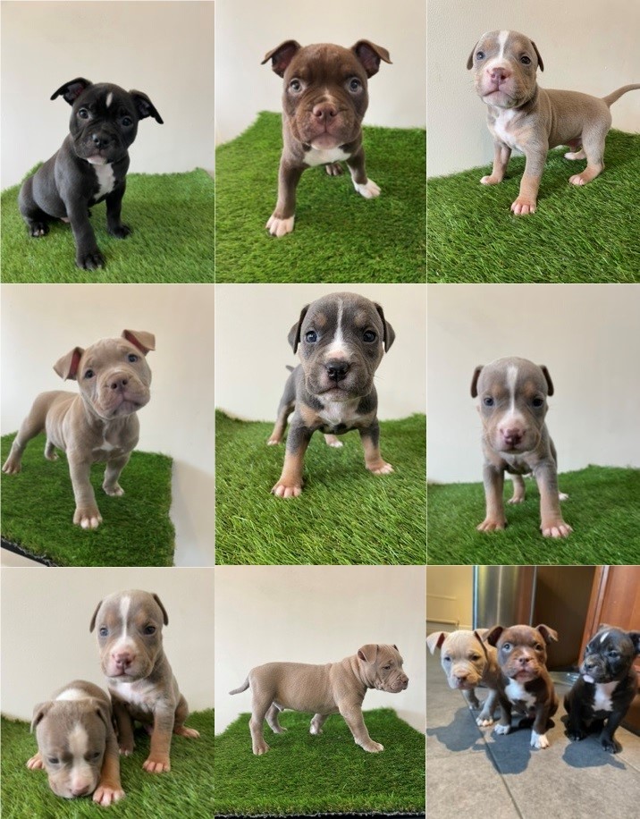 American bulldog puppies for 2024 sale